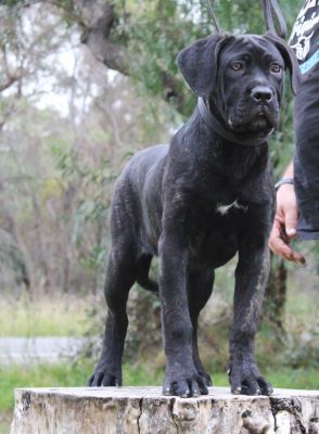 ankc fci pedigree Cane Corso female available for sale